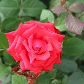 My Valentine Hybrid Tea Rose (Rosa My Valentine) 2